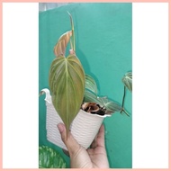 ⋳ Live Plant Philodendron MICANS