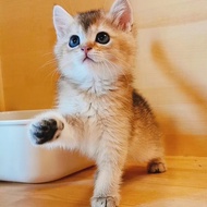 桓瑞宠物金渐层英短银渐层蓝白蓝猫幼猫幼崽英国短毛猫纯种宠物猫咪活体 宠物级C级 公