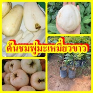 ชมพู่มะเหมี่ยวขาว มะเหมี่ยวผลสีขาว ต้นพันธุ์สูง 40-50 ซม. ปลูก 2-3 ปีติดผล รับประกันพันธุ์แท้ 100%