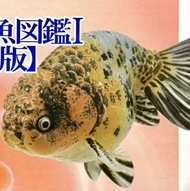 🈲 絕版珍藏 🈲 Yujin 原色観賞魚図鑑Ⅰ［改訂増補版］原色觀賞魚圖鑑 改訂增補版 (Edp nishiki 五花蘭壽) 金魚 2007年