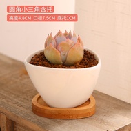MuMuHomeYunnan Straight Hair Succulent Bonsai Creative Meat Office Simple Succulent Flower Pot White Porcelain Pot Succu