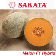 10 seeds Benih Rock Melon Sakata Glamour F1 Hybrid repack rockmelon