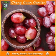 Anak Pokok Anggur Australia Red Grape Sapling Pokok Premium Import Dari Thailand