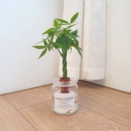 植栽 室內盆栽 植物 發財樹 水耕 室內盆栽