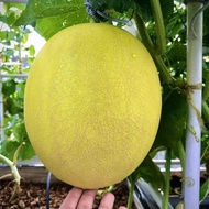 20 Super fruity, super sweet Golden Melon Seeds