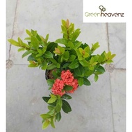 <Greenheavenz> Live Plant Ixora Vietnam Outdoor Plant