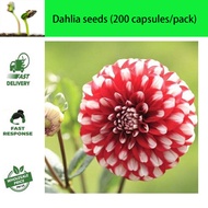 Easy to Plant Mixed Color Dahlia Seeds (200 seeds per pack) Biji bunga benih Dahlia