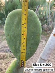 กระบองเพชรกินได้ทั้งแพดและผล สายพันธุ์ Opuntia Robusta Spineless (โอพันเทีย โรบัสต้า สไปน์เลส) แพดตั