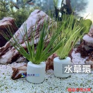 @墨耘 水草造景@水草環 超便宜 陶瓷環 水草盆 水草固定環 濾材 生物球 培菌 濾石 水族 魚缸 上部過濾 底部過濾