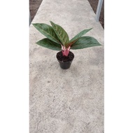 AGLONEMA BLACK TIARA