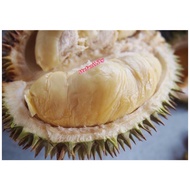 [232] 🇲🇾 READY STOCK Anak Pokok Durian Kampung (Biji Benih) Semaian Dalam Polibag