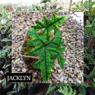 Taneman hias alocasia jacklyn bibit bonggol