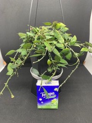 裂瓣毬蘭 Hoya lacunosa