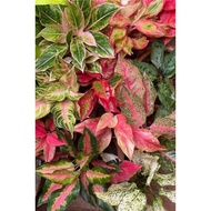 ▫Aglaonema different varieties available