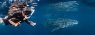 Deluxe Whale Shark Swim in Exmouth