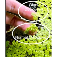Floating Plant Salvinia GIANT Duckweed Azolla Green Rose Kiambang Air 浮萍