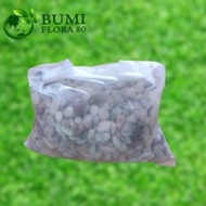 Pancawarna CORAL STONE 500GR Coral Stone/ GARDEN DECORATIVE/ AQUARIUM