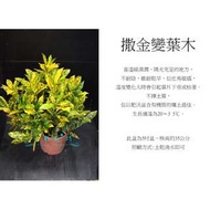 心栽花坊-撒金變葉木/6吋/綠籬植物/綠化植物/售價120特價100