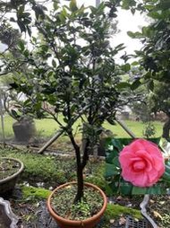 【盛宏茶花】茶花品種︱嫁接大型庭園茶花樹︱2呎盆︱賽玫瑰TAA034(樹高1.8米)