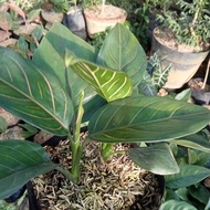 tanaman hias aglonema/aglonema/aglonema rotundum tiger