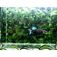 ikan cupang giant avatar female top grade notol murah