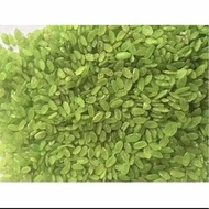 Green rice, yellow rice -10 kg