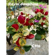 Rare bougainvillea &amp; philodendron plants/cuttings of bougainvillea &amp; philodendrons