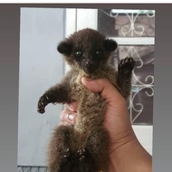 musang akar baby