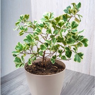 Ficus Triangularis Sweetheart Variegata Home Decoration