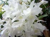 原生蘭花 Cattleya skinneri var. alba (罕見~全白~/花團成球)純欣賞，勿下標