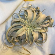 空氣草 空氣鳳梨 特大號 25cm 有重量 霸王 Tilandsia