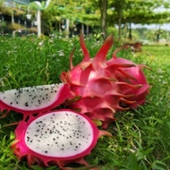 White Dragon Fruit Anak Pokok Dragon Fruit Putih 白肉 火龙果树苗 Buah Naga Putih Malaysia