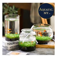 Aquarium Plant Seed Water Grass Foreground (5g/10g) Aquatic Plants Carpet Plant Seed