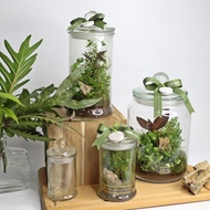 【植物生態瓶】DIY材料包+教學影片