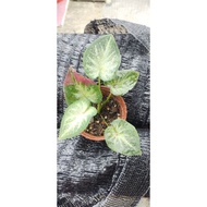 shycool/chai choon caladium