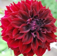Dahlia planting balls Dahlia seedling sweet potato flower seed bulb garden plant potted seeds