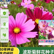 【 Singapore Stock 】波斯菊（Cosmos）混合花色种子 | 100 Seeds | 春秋播种、易成活、耐旱耐贫瘠 | 阳台、庭院、盆栽、HDB Friendly