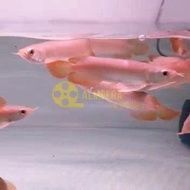 Arwana Arowana Super Red 15 cm