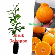 bibit jeruk dekopon tanaman decopon
