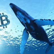 Crypto Signals - Whales Crypto Guide