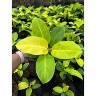 Philodendron Moonlight Live Plant