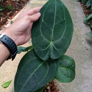 anthurium papillilaminum x forgettii 