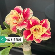 Adenium Obesum Bonsai ID 508 金凯撒 富贵花