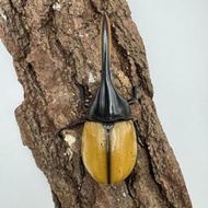 [甲蟲部落]長戟大兜蟲DHM森島氏亞種單公成蟲115mm幾近無斑極美個體