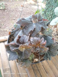 BEGONIA TANAMAN BEGONIA