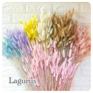 Bunny tail dried flower / dried lagurus