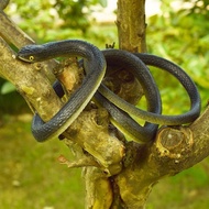 Stok Sedia Ada Ular Palsu Fake Snake 60+cm Ular Palsu Kebun Fake Snake