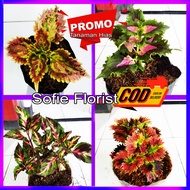 Sofie florist 10 - 4 Pcs Paket Miana sultan murah meriah miana langka premium tanaman hias miana