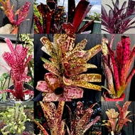 Rare Item / Billbergia / Bill Appaloosa / Bill kolan dynasty / Bill Dream / Bill hallelujah  / Gha G