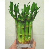 Hot-selling Quick-Growing Long Sprouts with Roots Lucky Bamboo Lucky Bamboo Short Rich Bamboo Hydrop
